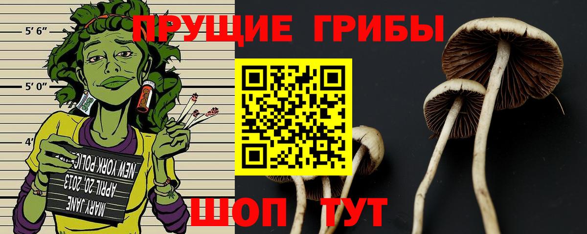Псилоцибиновые грибы Psilocybe Нижнекамск